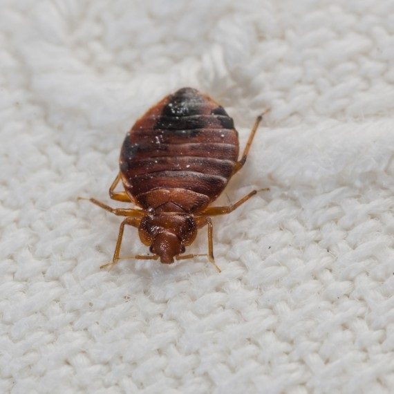 Bed Bugs, Pest Control in West Byfleet, Byfleet, KT14. Call Now! 020 8166 9746