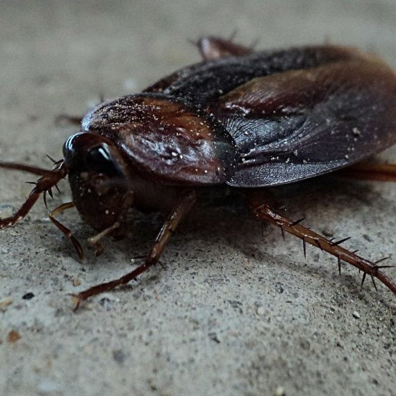 Cockroaches, Pest Control in West Byfleet, Byfleet, KT14. Call Now! 020 8166 9746