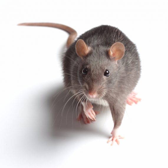 Rats, Pest Control in West Byfleet, Byfleet, KT14. Call Now! 020 8166 9746