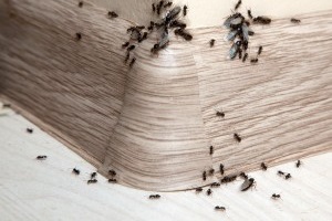 Ant Control, Pest Control in West Byfleet, Byfleet, KT14. Call Now 020 8166 9746