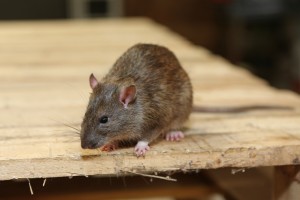 Rodent Control, Pest Control in West Byfleet, Byfleet, KT14. Call Now 020 8166 9746