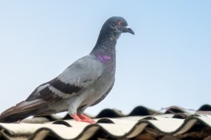 Pigeon Pest, Pest Control in West Byfleet, Byfleet, KT14. Call Now 020 8166 9746