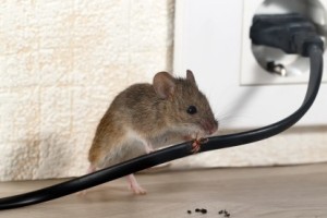 Mice Control, Pest Control in West Byfleet, Byfleet, KT14. Call Now 020 8166 9746