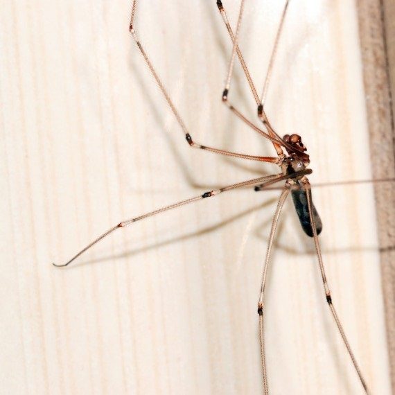 Spiders, Pest Control in West Byfleet, Byfleet, KT14. Call Now! 020 8166 9746
