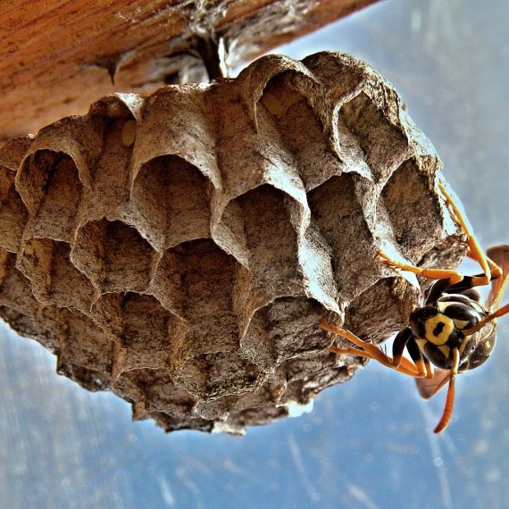 Wasps Nest, Pest Control in West Byfleet, Byfleet, KT14. Call Now! 020 8166 9746